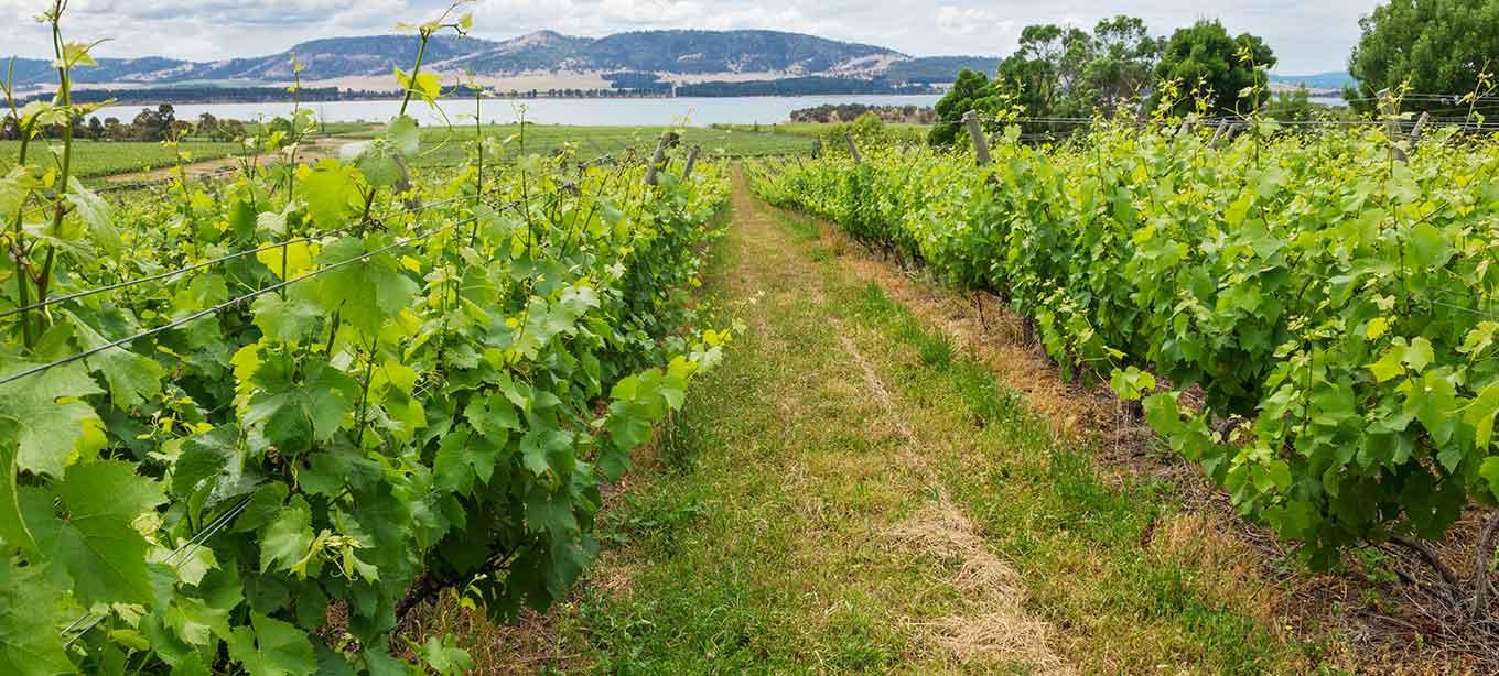 Coonawarra Image
