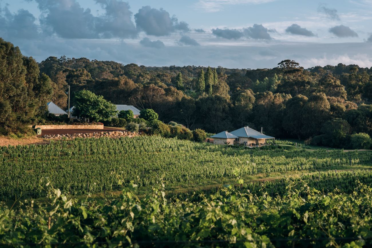 Cape Naturaliste Vineyard