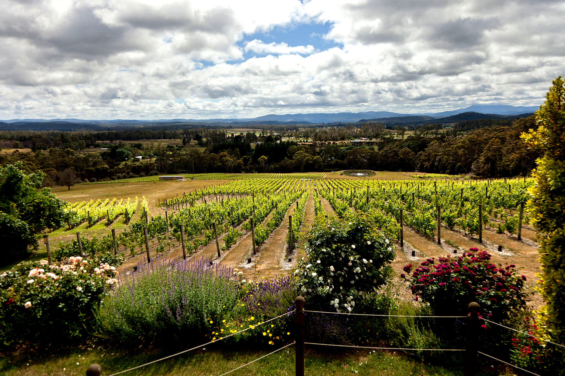 Grey Sands Vineyard